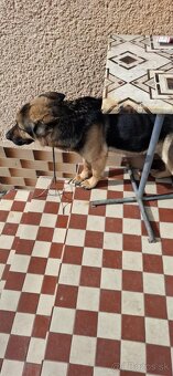 Darujem nemeckèho ovčiaka - 2