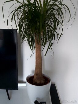 Slonia noha 120cm vysoká - 2