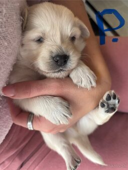 Šteniatka hľadaju domov - 2