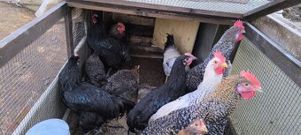 Kohúty, australorp a mix - 2