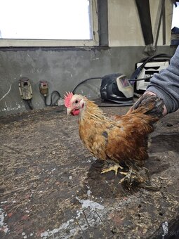 Kočinka zdrobnela - 2