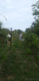 Dám do prenájmu - Vinicu - 2