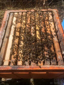 Predám včely - 2