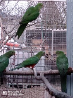 Papagáj královský - 2