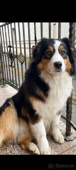 Austrálsky ovčiak - fenka - 2