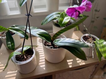 Zbierka orchideí - 2