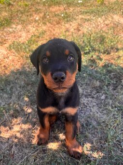 Rottweiler / Rotvajler - 2