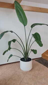 Strelitzia nicolai - 2