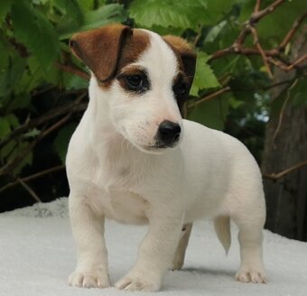 Jack Russel Terier - 2