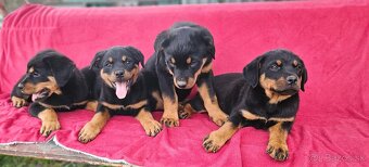 Rotvajler,rotveiler,rotvailer,rotwailer,rotweiler na predaj. - 2