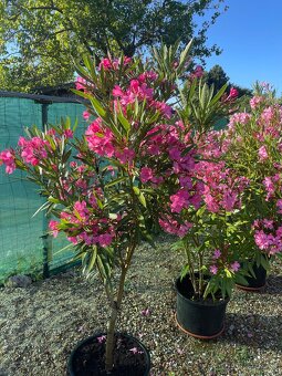 Oleander - 2
