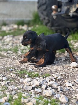 Šteniatka Doberman - 2