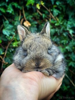 Zakrslý králik-rezervácia - 2