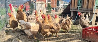 Ponukam nasadove vajicka - 2