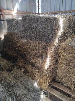 Pšenica, jačmeň - 2