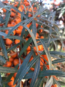 Predám RAKYTNÍK REŠETLIAKOVÝ, ker - 2