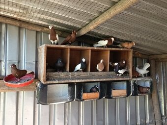 Predám holubov košícky kotrmeliak - 2