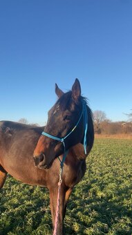 Dochádzka ku kobyle - 2