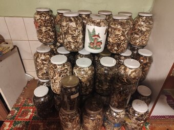 Predám sušené huby - 2