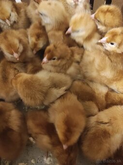 Kuričky DOMINNAT - 2