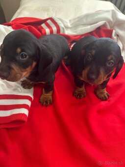 Jazvečík trpasličí - 2