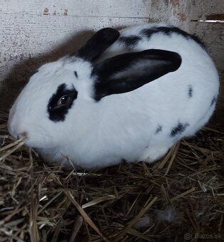 Predam kralika samicu - 2