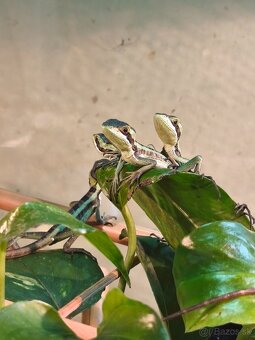 Lemantus julioi - 2
