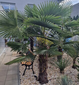 Sadenice palmy Trachycarpus takil x wagnerianus - 2