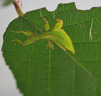 Listovky PSG278 (Phyllium philippinicum) - predám - 2