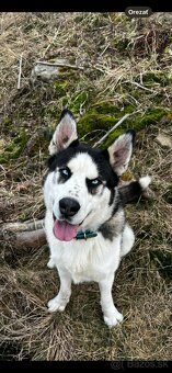 Darujem sibírskeho huskyho - 2