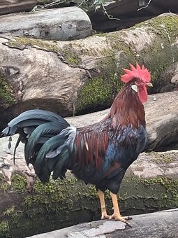 Predám kohútov - 2