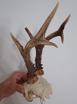 Trofej trofeje parohy parožie zhody, - 2