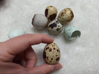 Prepeličie škrupiny - 2