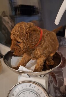 Pudlik pudel trpasličí-fenka - 2