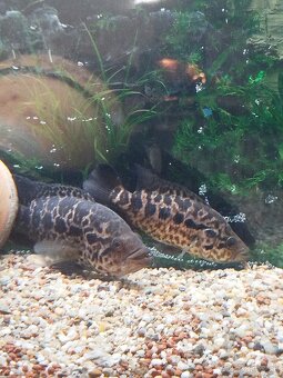 Cichlida Managujska - 2