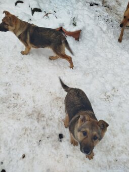 Šteniatka nemeckého ovčiaka - 2