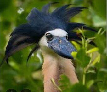 Volavka člnozobá-cochlearius cochlearius - 2