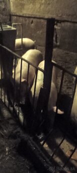 Predám ošípané - 2