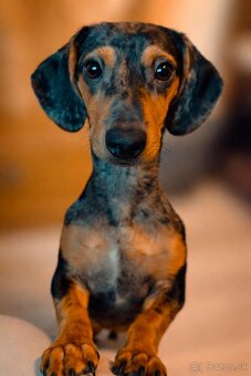 Hľadám domov pre šteniatko - 2