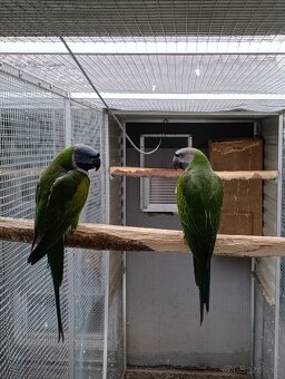 Alexander čínský - 2