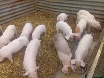 Odstavčata 20-25kg - 2