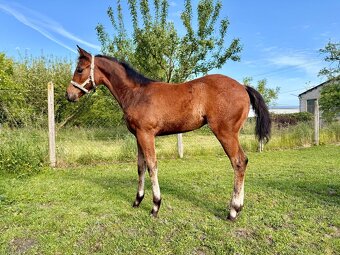 Kobylka Quarter Horse (AQH) - 2