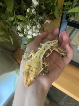 krist.kalis_cresties Lillywhite Pagekony riasnaté - 2