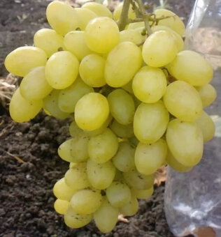 Zakorenené odrezky viniča rezistentné - 2