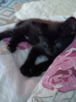 3 mesačný Kocurik Darujem - 2
