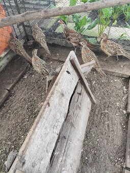 Predám bažantov - SUPER CENA - 2