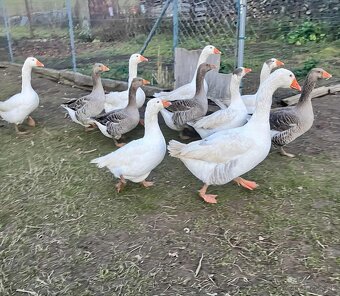Predám husi - 2