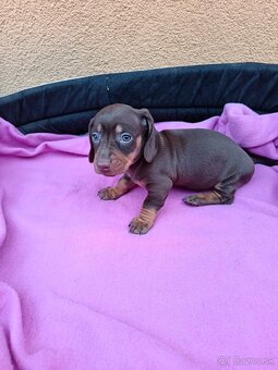 Jazvečík trpaslici - 2