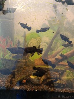 Rybička Black Molly - 2