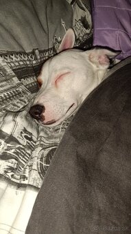 Jack Russel - 2